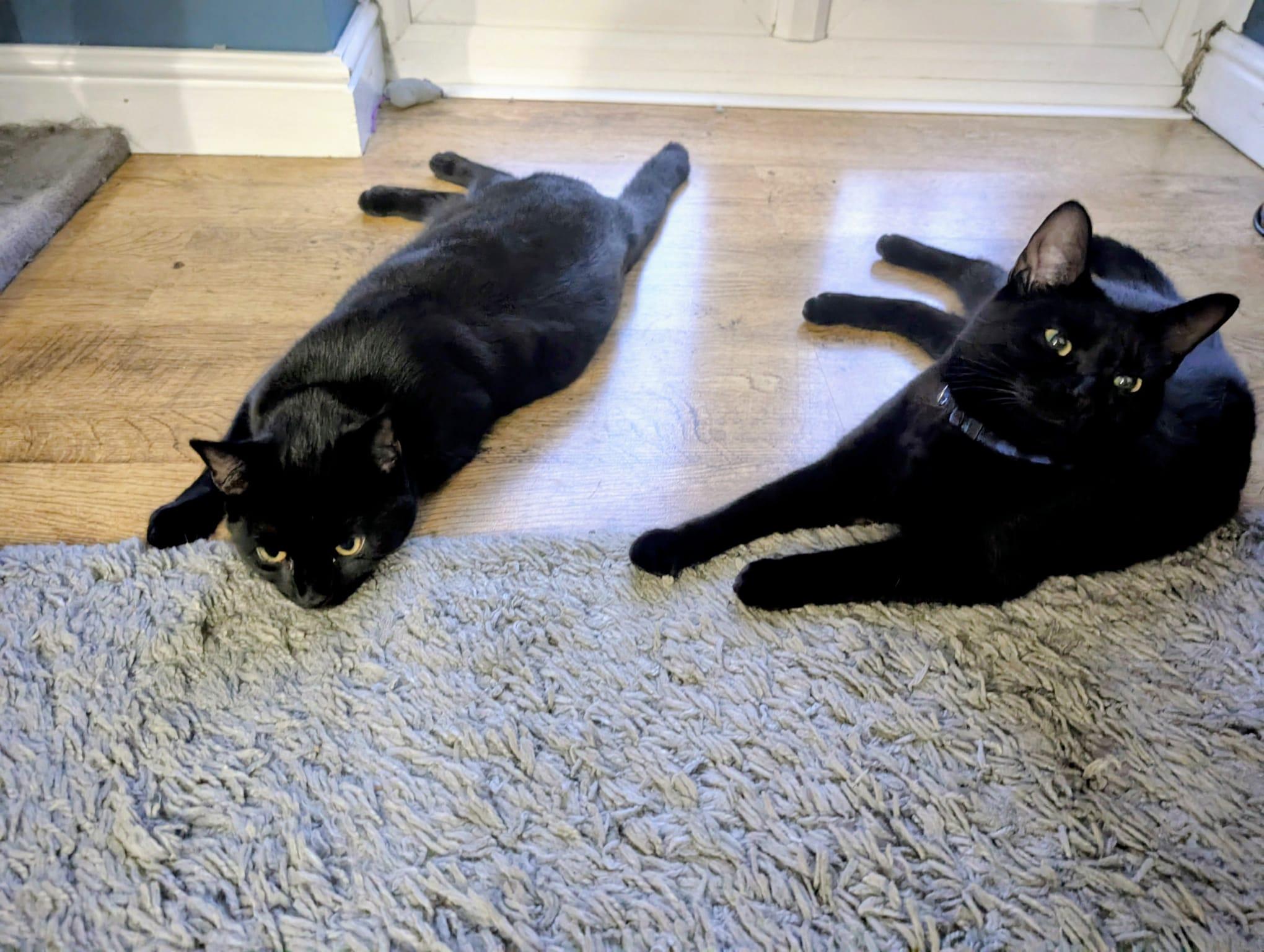 Black cat stretching on floor